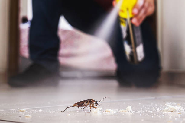 Reliable Delft Colony, CA Pest Control Solutions