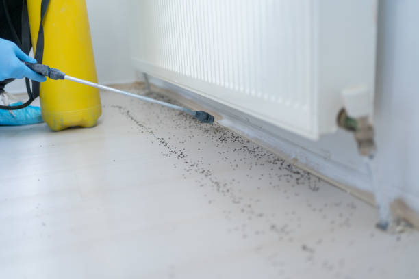 Best Bed Bug Extermination  in Delft Colony, CA